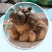 Nanga Bawa Animal Fountain Spitter Carp and Hippo Garden Water Feature Statue Pond Sprinkler Resin for Swimming Pool Spitter Ornaments ation Brown 16x12x10cm - Buy Online on GoSupps.com