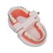 ANGGREK Dental Typodontic Tooth Model with Orthodontic Metal Mount | Ideal for Teaching & Research - International Shipping Available - Buy Online on GoSupps.com