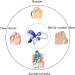 Yipoch Big Toe Bunion Straightener - Hallux Valgus Corrector & Bunion Splint for Unisex Foot Care | Shop Now for Pain Relief - Buy Online on GoSupps.com
