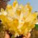 Yellow Tibetan Quartz Crystal Cluster Specimen (Size : 500-550g) - Buy Online on GoSupps.com