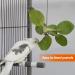 iTGOOS 2Pcs Parrot Skewer Feeder Stainless Steel Parrot Fruit Stick Holder Bird Food Holder Birds Foraging Toy for Parrots Cockatoo Cockatiel Cage - Buy Online on GoSupps.com