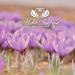 Mehr Saffron Premium All-Red Saffron 0.18oz (5g) - High-Quality Saffron Spice - Buy Online on GoSupps.com
