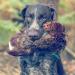 Romneys Pheasant Dummy 500g | Real Plumage & Feather Training Dummy for Hunting Dogs | Floatable Wild Dummy - Buy Online on GoSupps.com