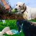 Petsoign Portable Dog Water Bottle - Travel Silicone Drinking Bottle for Outdoor Use (Green) - Buy Online on GoSupps.com