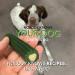 Brushless Toothpaste for Medium Breeds - 3.4 lbs | Fresh Breath & Oral Care - Buy Online on GoSupps.com