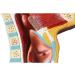 Nasal Cavity Throat Anatomical Model Pathological Nasal Pharyngeal Oropharyngeal Longitudinal Section Model - Buy Online on GoSupps.com