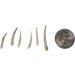 One KG Bag (2.2 lbs) of 0.5" to 1" Dentalium octagulatum Shells (267-SKG-AS) - Buy Online on GoSupps.com