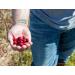 Buy Vincent Family Dried Cranberries with Unsweetened Apple Juice - 9.5 Oz - Healthy Snack - Buy Online on GoSupps.com