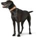 HUNTER SWISS High-Quality Leather Dog Collar - Natural Beige Swiss Cross Size 42 (SM) - International Shipping Available - Buy Online on GoSupps.com