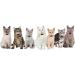 Lafayi 7-Piece Cat Collar Set with Bells & Fruit Pendants | Adjustable Cat Necklaces (18-30cm) | Safe Pet Accessories & Supplies - Buy Online on GoSupps.com