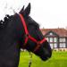 Halter for horse warmblood thoroughbred cold blood - stable halter pasture 2 compartment adjustable to chin straps and neck pieces safe & tearproof (red shetland pony (shetty)) Red Shetland pony (Shetty)