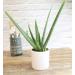 Live Aloe Vera Succulent Plant in 3.5 Inch Pot by Plants for Pets - Indoor House Plant - Buy Online on GoSupps.com
