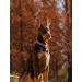 ROHOME Pure Copper Cat Dog Collar Bells Pet Tracker Round Handmade Copper Pendant Bells Brass Bells for Collar Dog Loud Anti-Lost Training Bells silver - Buy Online on GoSupps.com