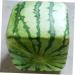 Uonlytech Fruit Vegetables Cucumber Molds for Garden Stair Basket Vegetable Molds Tool Forming Machine Pumpkin 15x15cm Transparent - Buy Online on GoSupps.com
