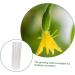 Milisten Garden Fruit Mould 2pcs Vegetable Shaping Mold Cucumbers Cucumber Shaping Mold Vegetable Shaper Mold Planting Supplies - Buy Online on GoSupps.com