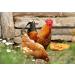Non-GMO Dried Mealworms & Black Soldier Fly Larvae - High-Protein Treats for Chickens, Fish & Birds - 11lb Pack - Buy Online on GoSupps.com