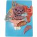 Nasal Cavity Model - Anatomical Nasal Cavity Model - Turbinate in The Lateral Wall of The Nasal Cavity Enlargement Model - Buy Online on GoSupps.com