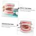 Ultechnovo Dental Model Set - Educational Children's Tooth Model | Plastic Denture Model for Kids | Ideal for Schools & Dental Training - Buy Online on GoSupps.com