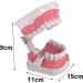AWJ Dental Care Model - 28 Teeth Toothbrush Demo Model for Kids | Standard Size Tooth Care Teaching Aid - Buy Online on GoSupps.com