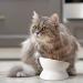 KITCHENLESTAR Ceramic Raised Cat Bowls - Slanted Elevated Porcelain Feeder Bowl for Cat's Spine Health - Backflow Prevention, Stress-Free Feeding - White - Buy Online on GoSupps.com