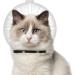 Transparent Cat Muzzle & Astronaut Helmet - Adjustable Anti-Bite Protection with 46 Breathable Holes for Cat Care - Buy Online on GoSupps.com