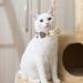 Classic Plaid Bow Tie Cat Collar with Bell - 2 Pack Adjustable Collars for Cats and Small Dogs - Beige Plaid Design - Buy Online on GoSupps.com