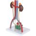 Educational Model Urinary System Model 13.5 Inch Large Male Urinary System Anatomy Model Features Kidneys with Adrenal Glands Ureters and Bladder 19 Numbered Functions - Buy Online on GoSupps.com