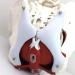 Buy WIUPJGBD Female Pelvic Model - Anatomical Anatomy for Pelvic Floor Study Bladder & Vagina Educational Accessory - Buy Online on GoSupps.com