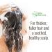 Tea Tree Oil Shampoo & Conditioner Set - Anti-Dandruff Solution for Itchy Scalp - Nourishing Treatment for All Hair Types - Buy Online on GoSupps.com