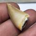 1 20-30mm Natural Animal Mosasaur Tooth Specimen which can be Used as a Gift Decoration Pendant Reiki Stone ERTEYIN - Buy Online on GoSupps.com