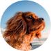 Dog Fit by Prethis Care Senior - Joint Protection & Vitamins for Small Dogs (Up to 10kg) | Additive-Free Feed Supplement for Senior Dogs - Buy Online on GoSupps.com
