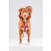 Chaba Guard Dog Harness for Small Dogs - Anti-Pull & Adjustable Step-In Control Harness - Lightweight Fuchsia & Pink Design - Ideal for Running - Buy Online on GoSupps.com