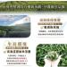 Taiwan unique tea Fu Shoushan Oolong Tea 150g*4 - Buy Online on GoSupps.com