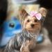 Buy Balacoo 10-Piece Animal Hair Loops with Crocodile Terminals - Bowknot Hair Clips for Small Dogs Cats and Kittens | Pet Hair Care Accessories in Random Colors - Buy Online on GoSupps.com