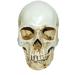Lifesize 1:1 Human Skull Replica Resin Model - Anatomical Medical Skeleton by MagiDeal - Buy Online on GoSupps.com