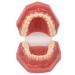 Orthodontic Demonstration Model for Dental Research | Metal Wires & Ceramic Brackets | Teaching Aids for Adults - Buy Internationally - Buy Online on GoSupps.com