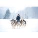 Buy Northern Howl X-Back Dog Harness for Canicross Bike Skijoring & Sled - Red XXXL | International Shipping Available - Buy Online on GoSupps.com