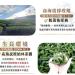 Taiwan unique tea Qilai Mountain Oolong Tea 150g*4 - Buy Online on GoSupps.com