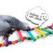 Colorful 27.6 inch Bird Ladder Swing Bridge for Parrot Cage - 12 Steps - Buy Online on GoSupps.com