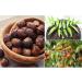 Organic AnNafi Reetha Soap Nuts | Natural Hair Care & Growth | Eco-Friendly Laundry Detergent | Aritha/Kunkudukaialu | 100g - Buy Online on GoSupps.com