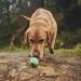 BecoThings Large Green Dog Toy Ball - Eco-Friendly Durable & Fun for Dogs | International Shipping Available - Buy Online on GoSupps.com