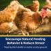 Pampered Chicken Mama 1.25 lb Backyard Chicken Treats - Natural Feed for Great Eggs - High Calcium Hen Supplement (10 oz) - Buy Online on GoSupps.com