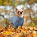Stylish Pet Sweater for Cats & Small Dogs | Turtleneck Winter Clothing in Hazeblue XS - Buy Online on GoSupps.com