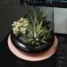 Altman Plants Assorted Live Succulents Desk Buddy Collection - Easy Care Indoor Plants - 2.5 4 Pack - Buy Online on GoSupps.com