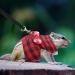 Pet Rabbit Traction Rope & Small Animal Harness - Red Grid + Blue Stripes (2pcs S) - Shop Now for Quality Pet Gear! - Buy Online on GoSupps.com