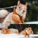 Buy Squirrel Traction Rope Belt & Adjustable Vest - Anti-Bite Chain for Small Animals | Perfect for Hamsters Mice Rats Ferrets & Chinchillas - Buy Online on GoSupps.com