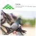 BESPORTBLE 300 Pcs Pigeon Anklet Chicken Drumsticks Tag Bands for Pigeon Birds Supplies to Open Label Tape Baby 1.3X1.3CMx3pcs Greenx3pcs - Buy Online on GoSupps.com