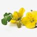 Nighting Primrose Oil 1000 mg High-Dose Omega-6 Fatty Acids & Vitamin E | 90 Capsules Non-GMO No Additives 126 g - Buy Online on GoSupps.com