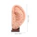 Solustre Ear Massage Model - Natural Size Human Ear Acupoint Tool with Base - Buy Online on GoSupps.com