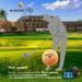 Kaede 2 Tone Colored Golf Balls (6-Pack) - Fly Distance Technology - Buy Online on GoSupps.com